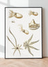 black framed octopus varieties print wall art